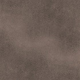 KENTUCKY / CHINCHILLA